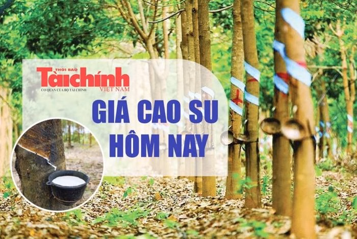 Thị trường cao su thế giới chịu áp lực điều chỉnh mạnh, đặc biệt là tại sàn Thượng Hải.