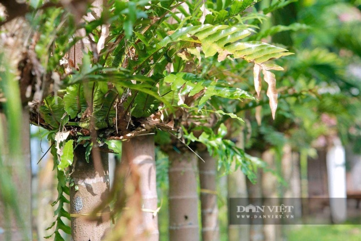 Sự kết hợp giữa cau và Cốt Toái Bổ giúp tăng giá trị kinh tế trên cùng một đơn vị diện tích đất.