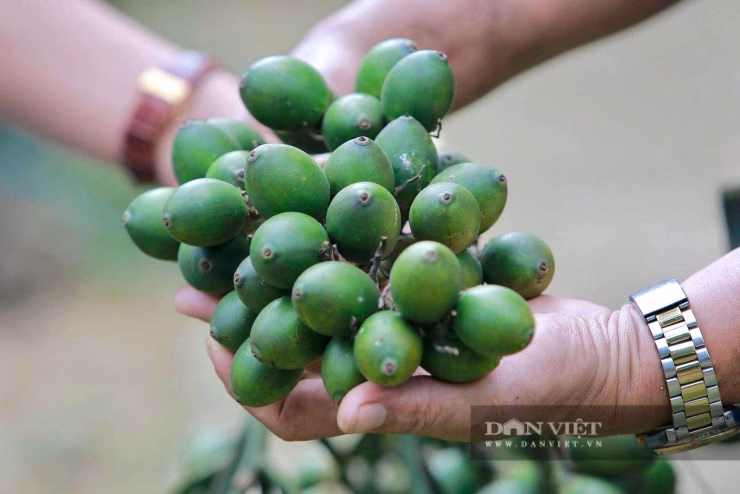 Quả cau được tuyển chọn kỹ, phơi khô và ngâm ủ đúng kỹ thuật để đảm bảo tỷ lệ nảy mầm cao nhất.