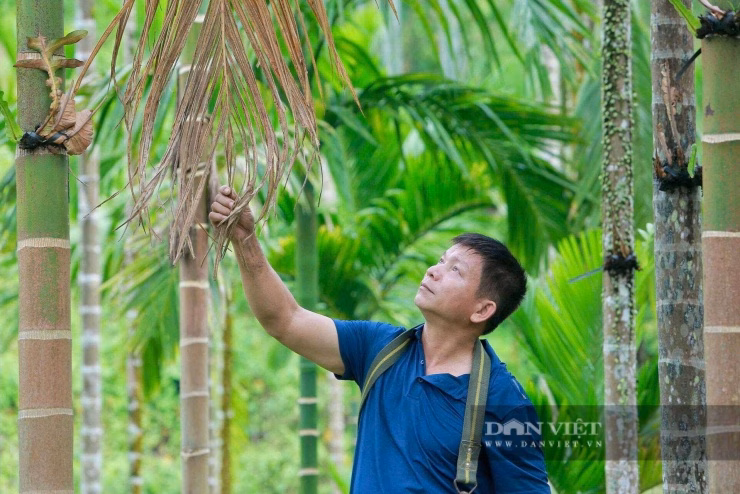 Hiện ông Dũng sở hữu hơn 5ha cau với hàng nghìn cây đang trong giai đoạn khai thác đỉnh cao.