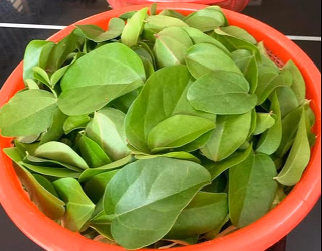 Sương sâm là loại cây dễ trồng, lá được dùng chế biến thạch rất ngon và thanh mát.