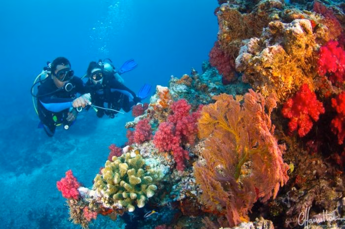 Những rặng san hô nguyên sinh là tài sản vô giá cần được bảo vệ tại Fiji.