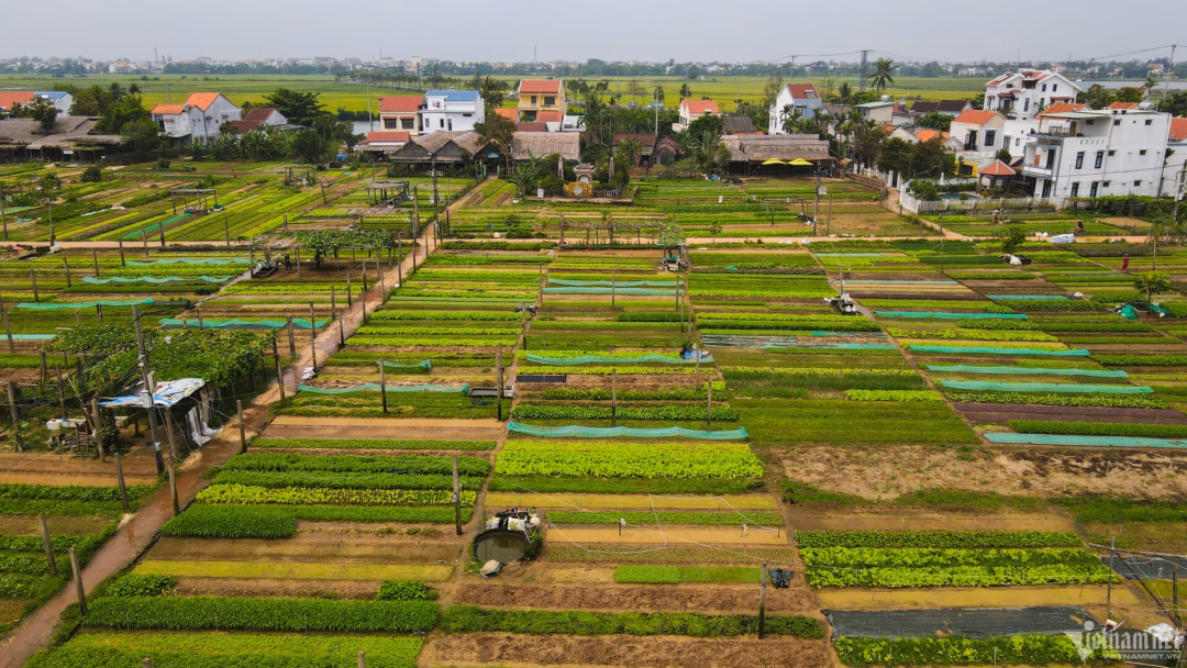 Những cánh đồng lúa và ruộng rau xanh ngắt tại Hội An là điểm nhấn thu hút khách yêu thiên nhiên